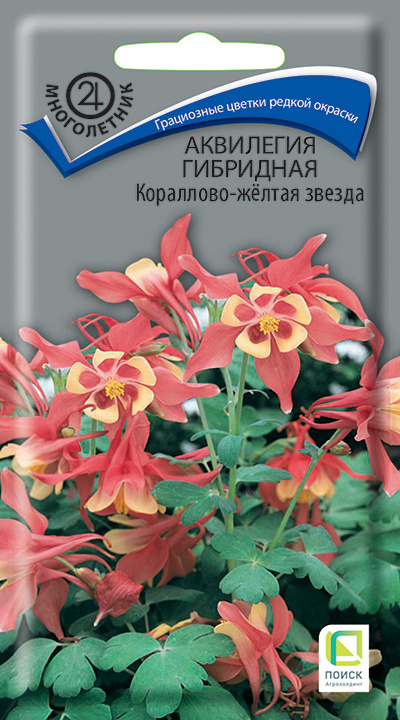 Аквилегия гибрид.Кораллово-желт.звезда мног.Поиск